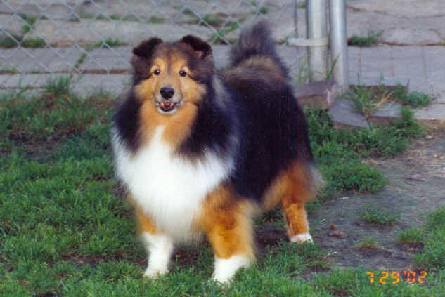 Appleton shelties best sale